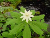 Big creamy white flowers last for ages.